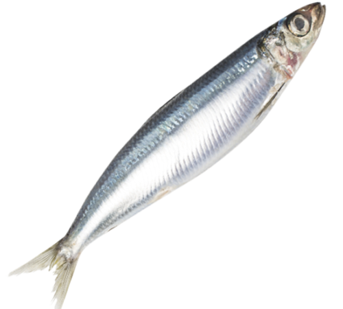 sardine fish online delivery