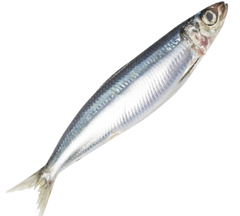 sardine fish online delivery