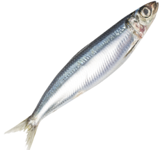 sardine fish online delivery sardine fish online delivery